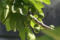 Feigenbaum