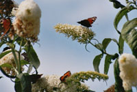 Schmetterlinge