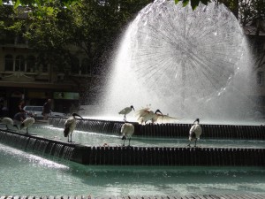 Ibisse am El Alamein Brunnen in Sydney