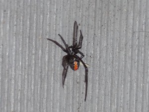 Australische Rotrückenspinne