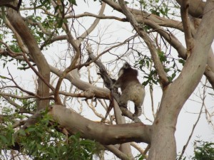 Koala klettert im Baum