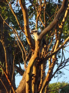 Kookaburra, lachender Hans
