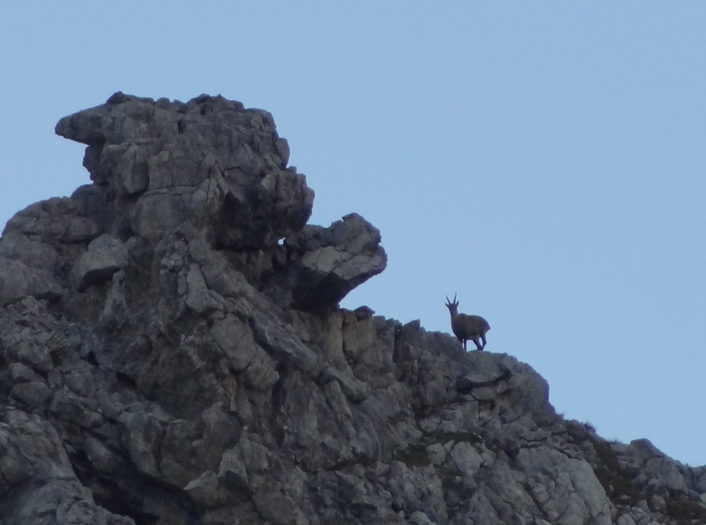 Steinbock am Heilbronner Weg